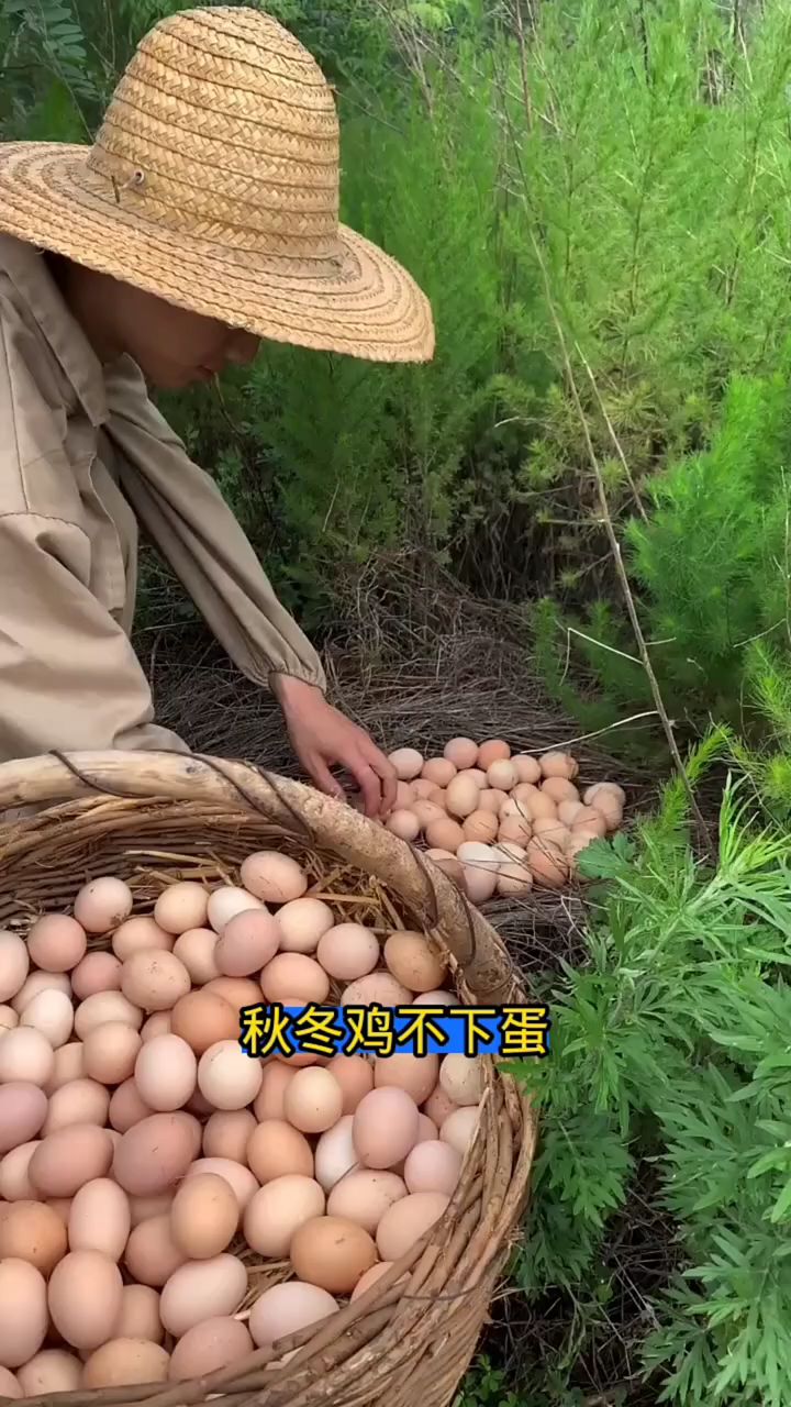 秋冬鸡不下蛋,马上用这招