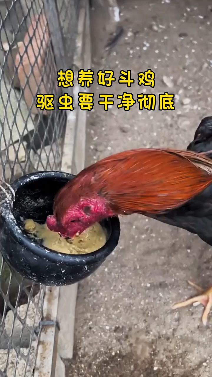 想养好斗鸡,驱虫要干净彻底