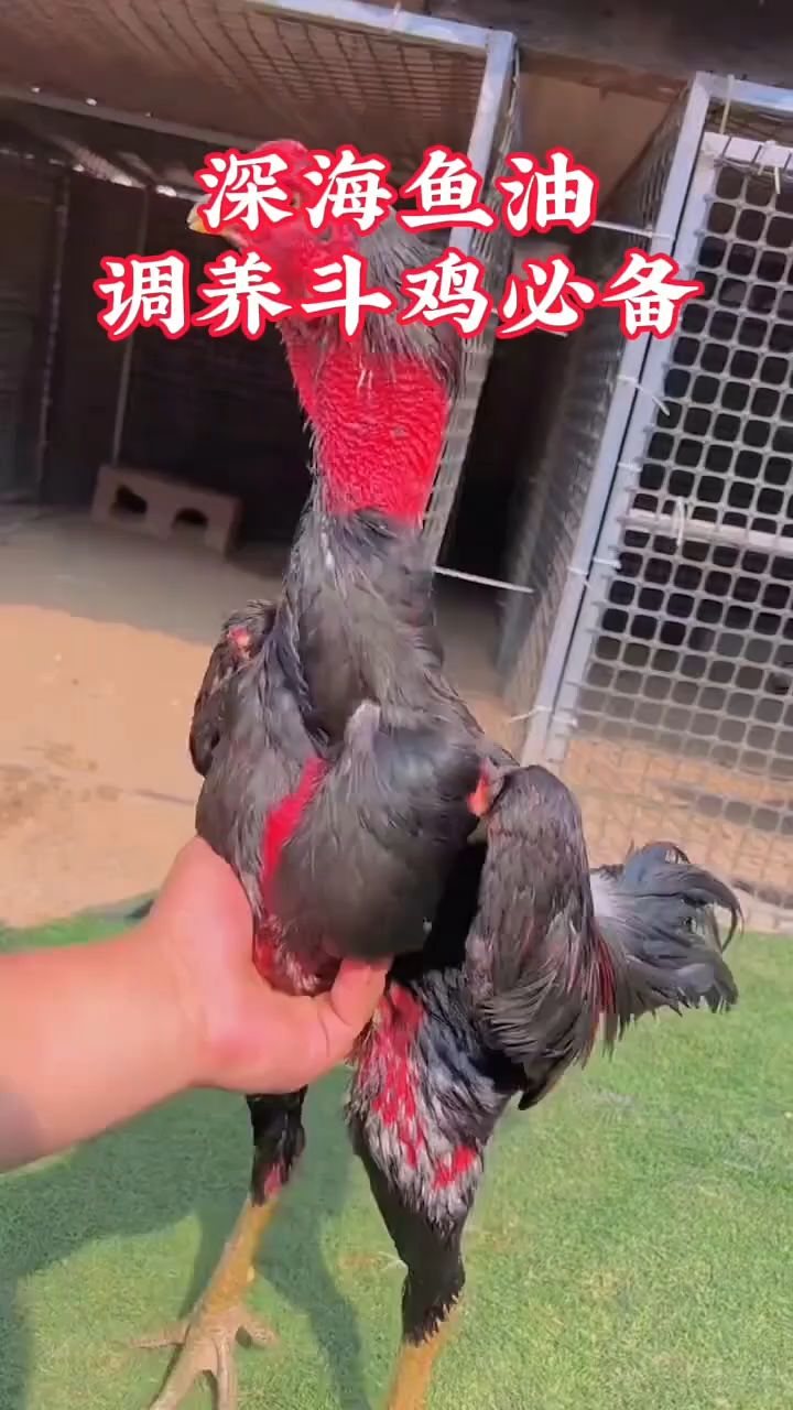 深海鱼油,调养斗鸡必备