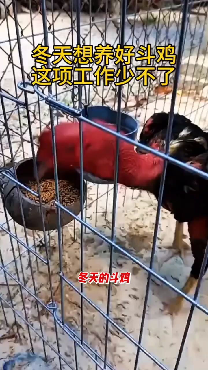 冬天想养好斗鸡,这项工作少不了