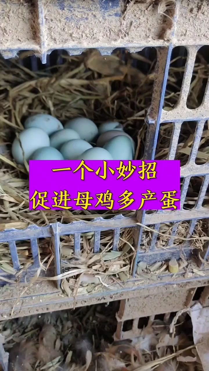 一个小妙招，促进母鸡多产蛋