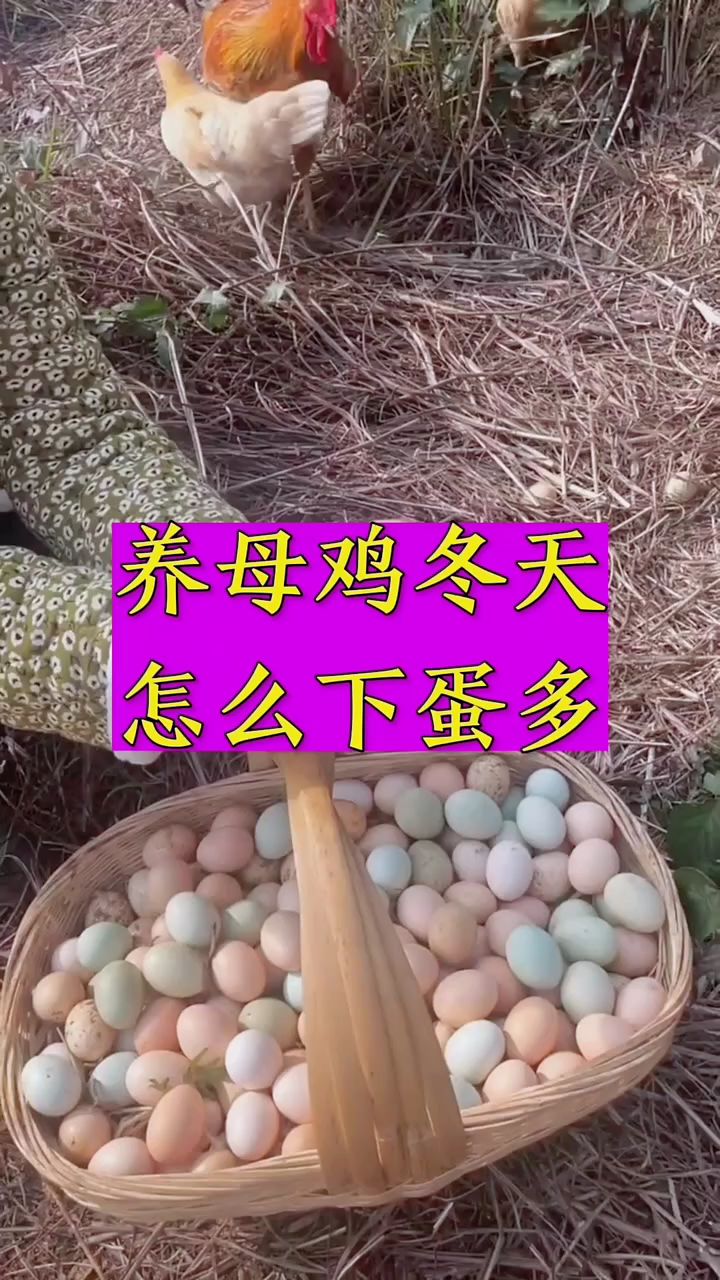 养母鸡,冬天怎么下蛋多?