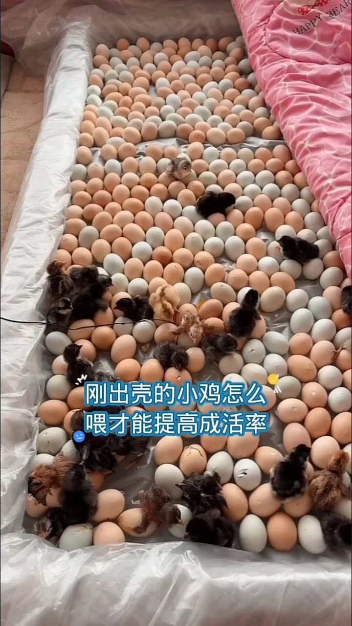 刚出壳的小鸡怎么喂，才能提高成活率