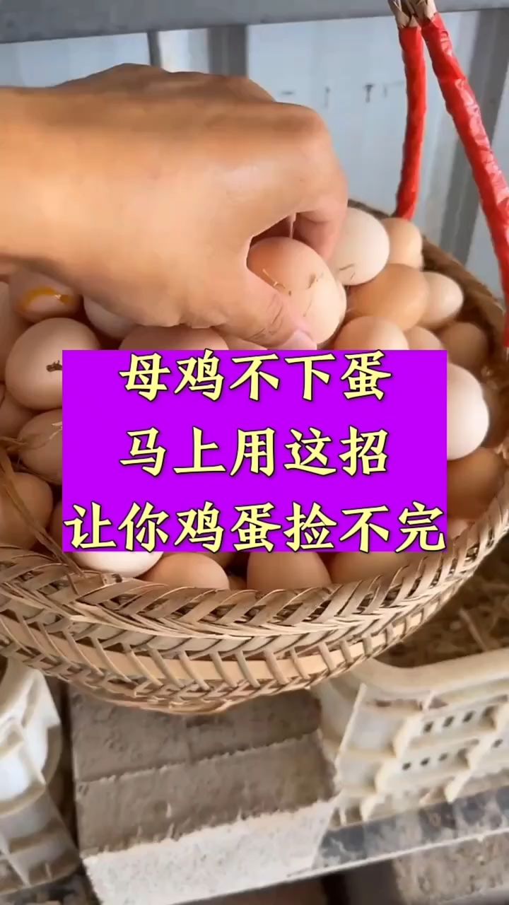 母鸡不下蛋,马上用这招,让你鸡蛋捡不完