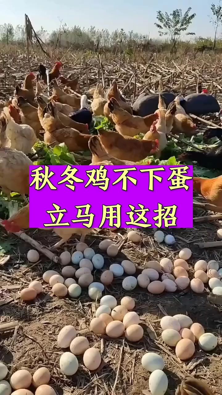 秋冬鸡不下蛋,立马用这招