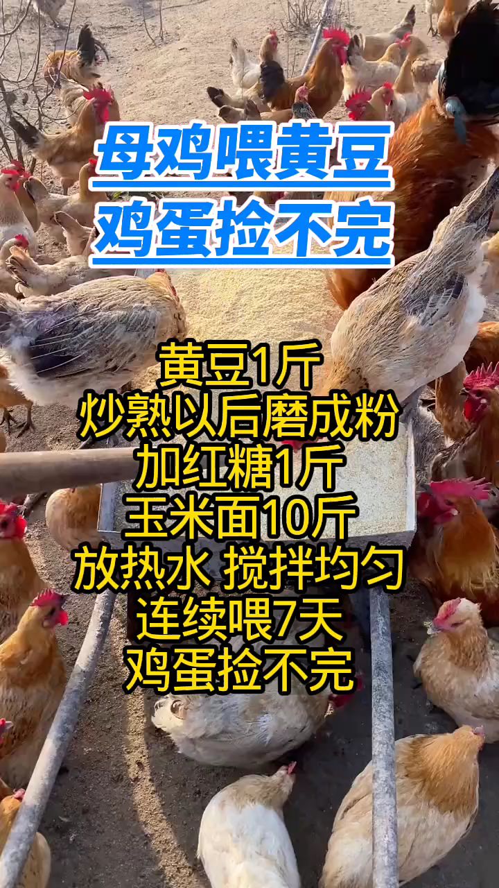 母鸡喂黄豆,鸡蛋捡不完
