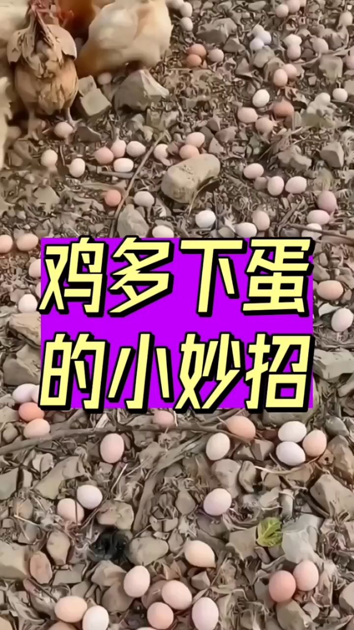 鸡多下蛋的小妙招