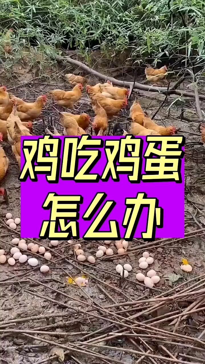 鸡吃鸡蛋怎么办？