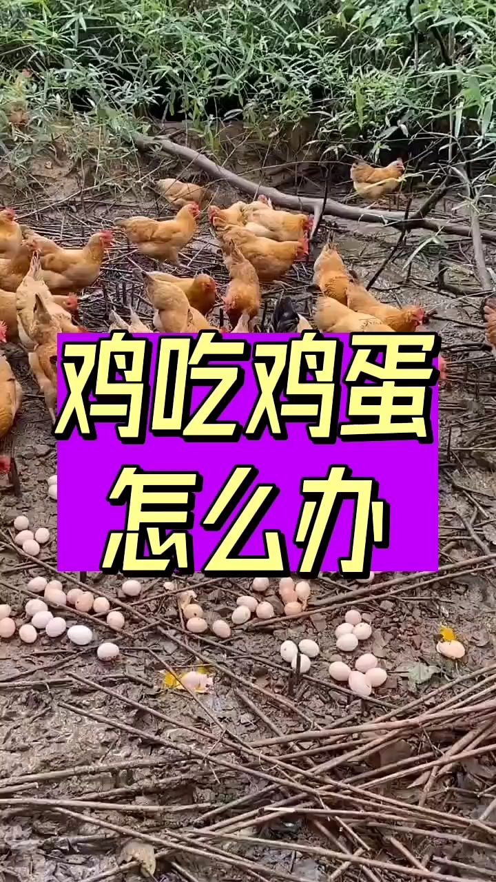 鸡吃鸡蛋怎么办？