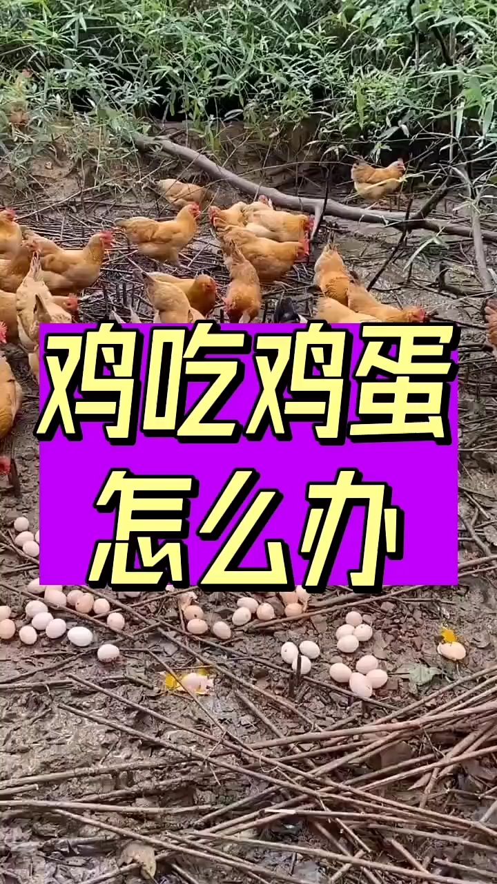 鸡吃鸡蛋怎么办？