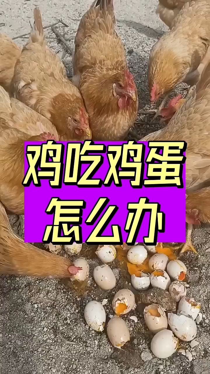 鸡吃鸡蛋怎么办？
