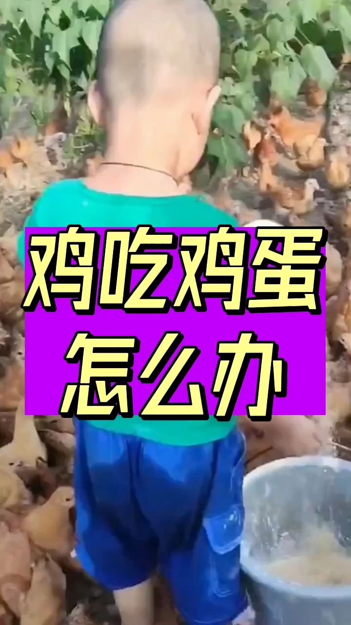 鸡吃鸡蛋怎么办？