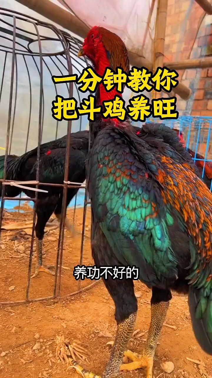 一分钟教你,把斗鸡养旺