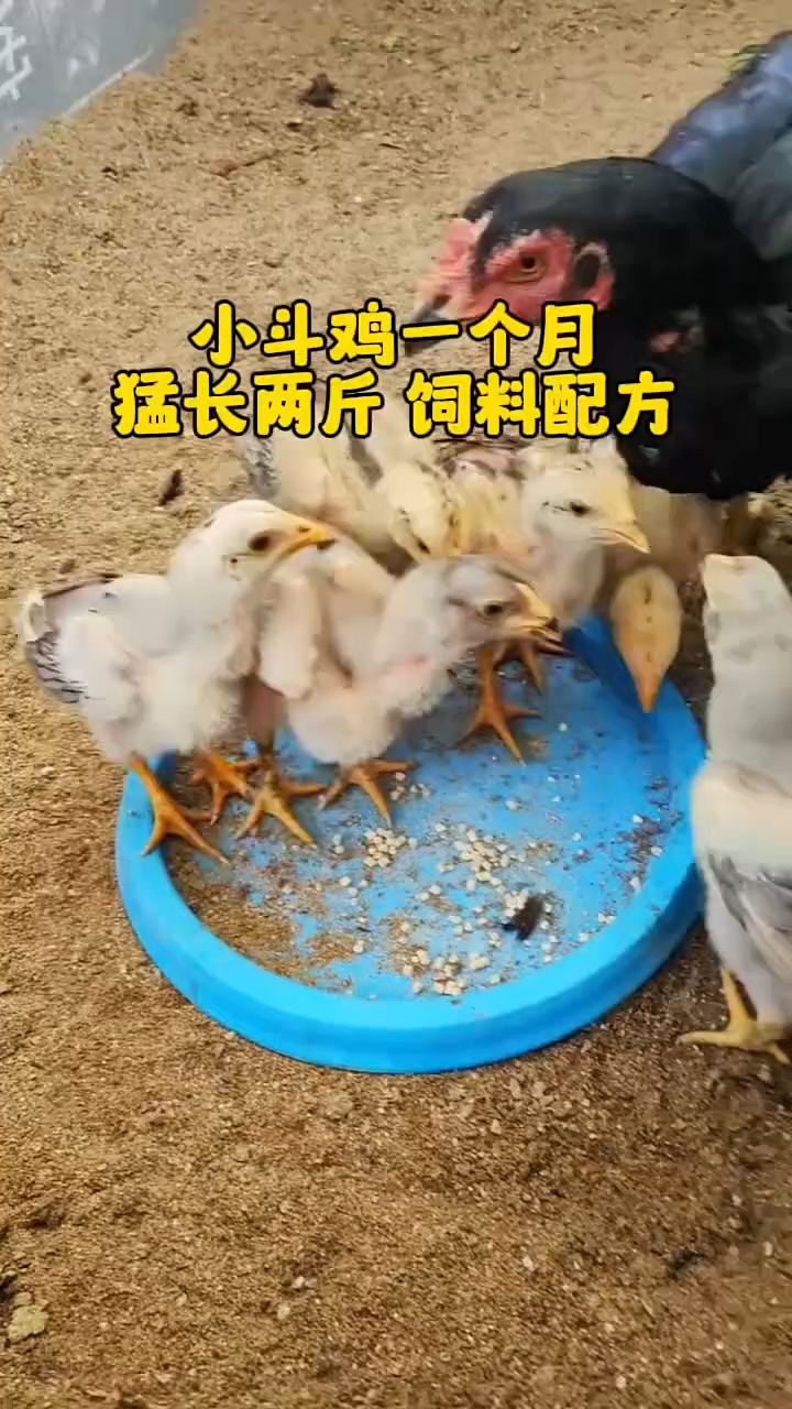 小斗鸡一个月猛长两斤饲料配方