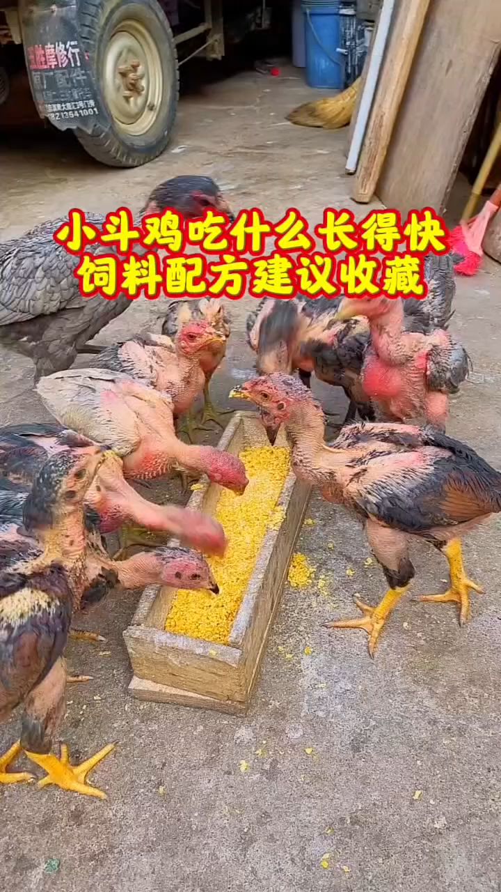 小斗鸡吃什么长的快，饲料配方建议收藏