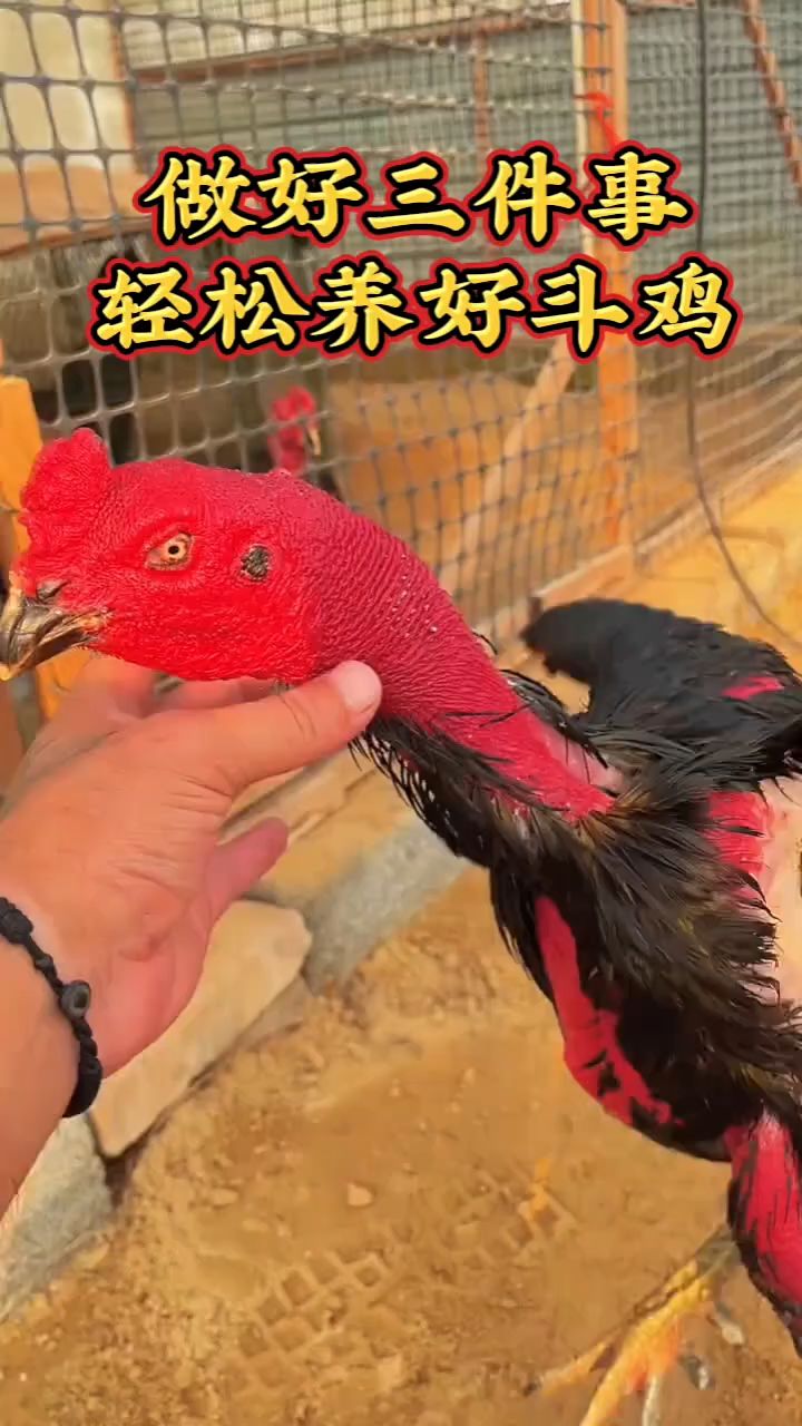做好三件事,轻松养好斗鸡