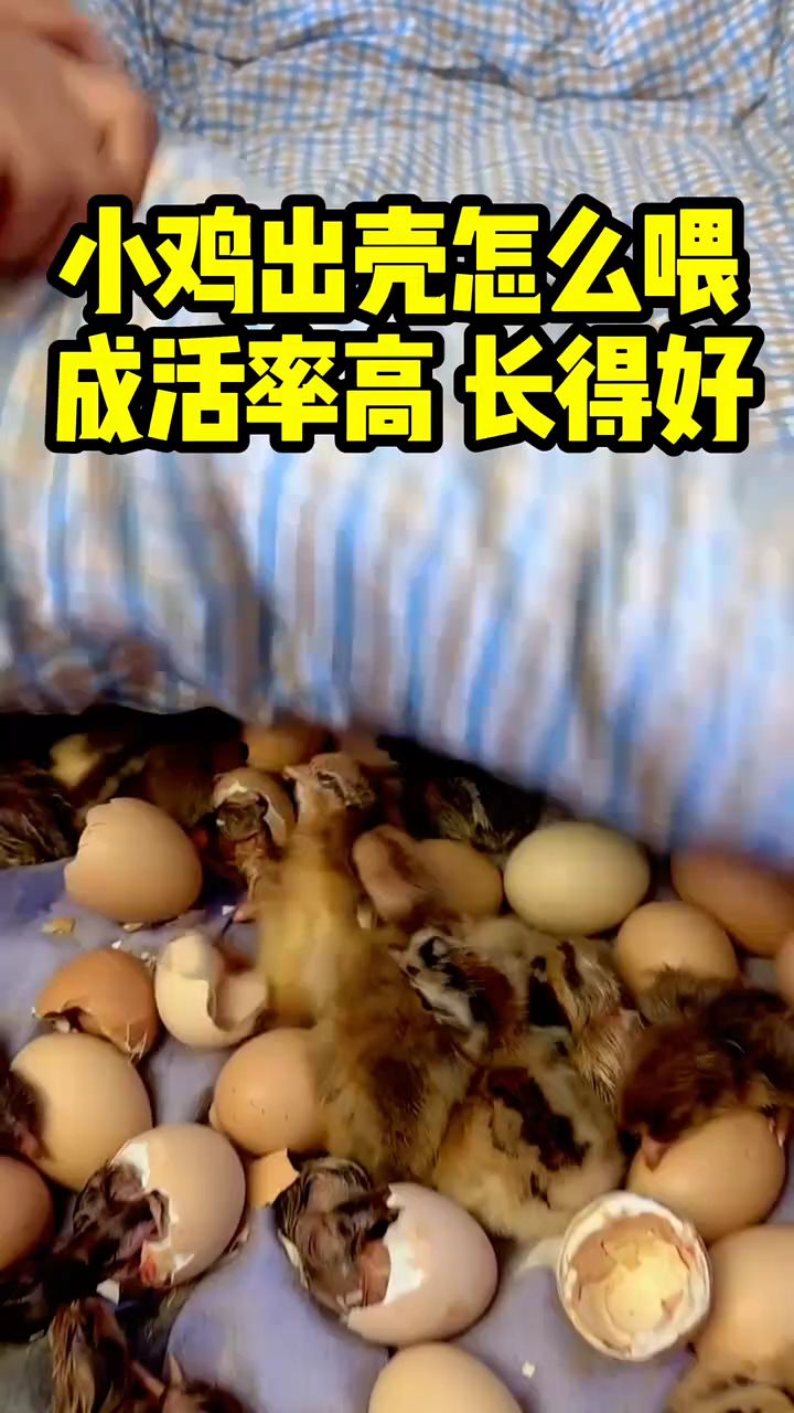 小鸡出壳,怎么喂,成活率高长得好