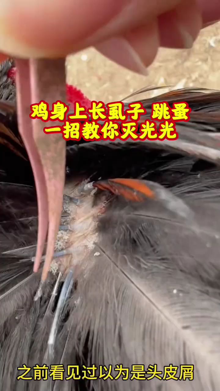 鸡身上长虱子跳蚤,一招教你灭光光