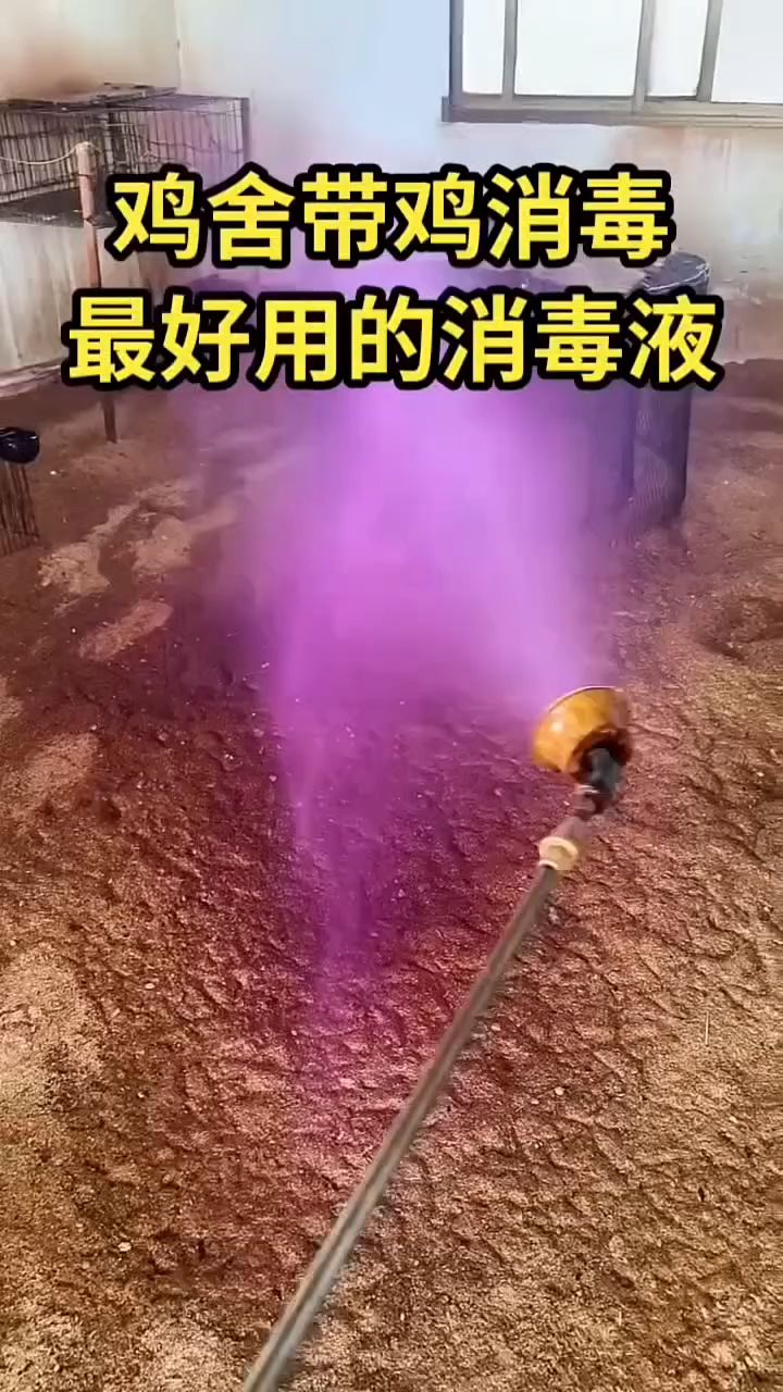 鸡舍带鸡消毒，最好用的消毒液
