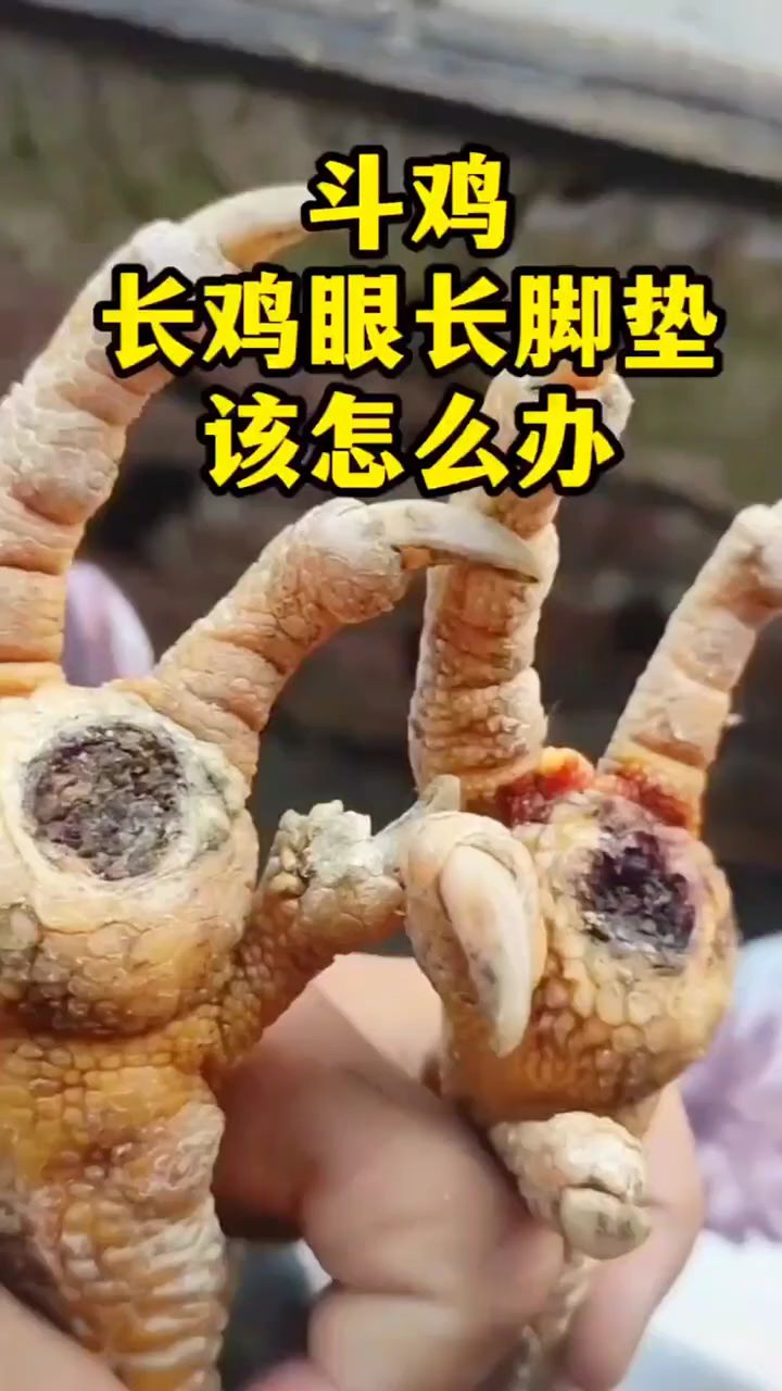 斗鸡长鸡眼长脚垫该怎么办？