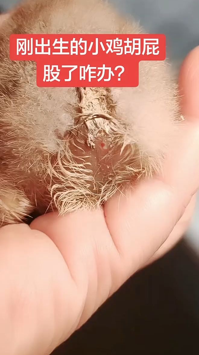 刚出生的小鸡糊屁股了,咋办?