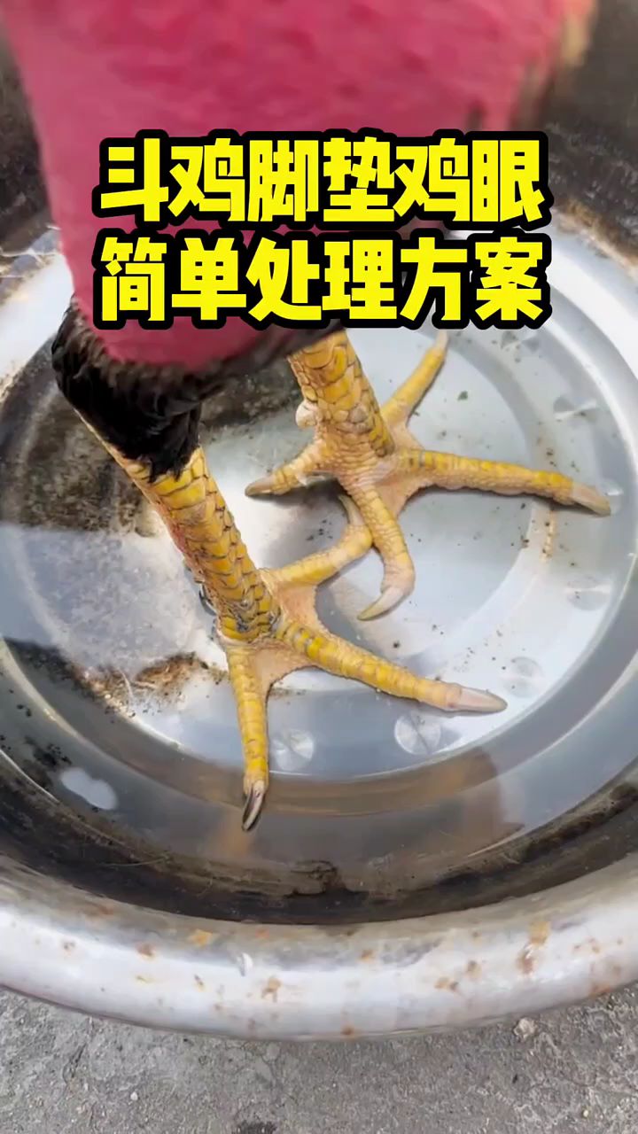 斗鸡脚垫鸡眼，简单处理方案