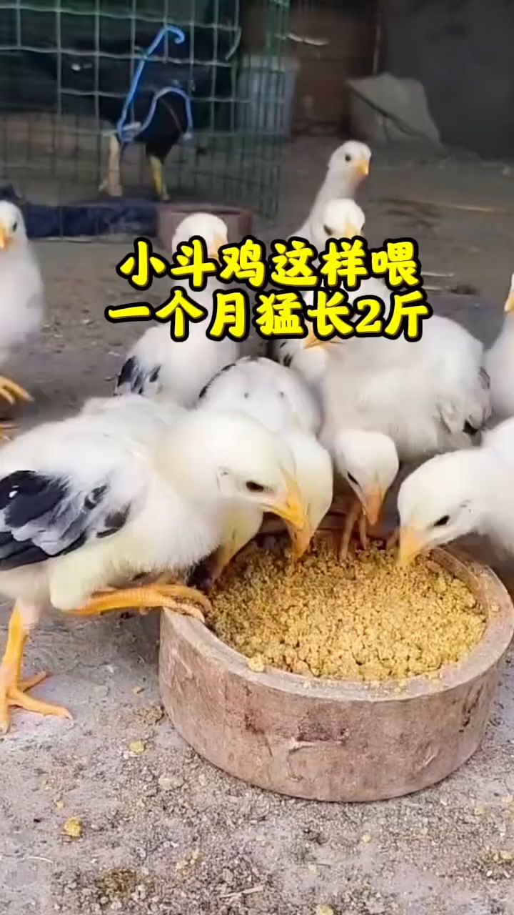 小斗鸡这样喂，一个月猛长两斤