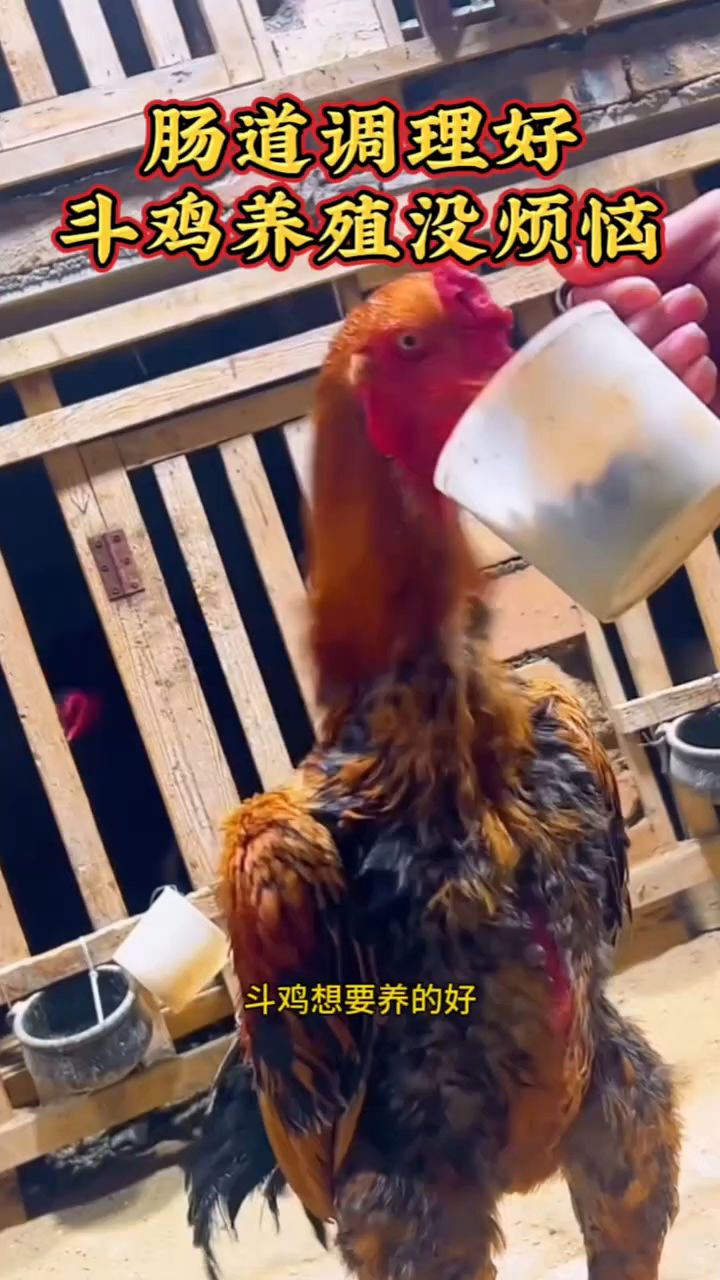 肠道调理好,斗鸡养殖没烦恼