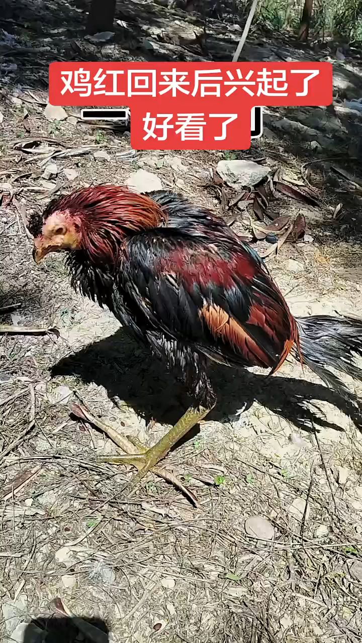 鸡红回来后,兴起了好看了