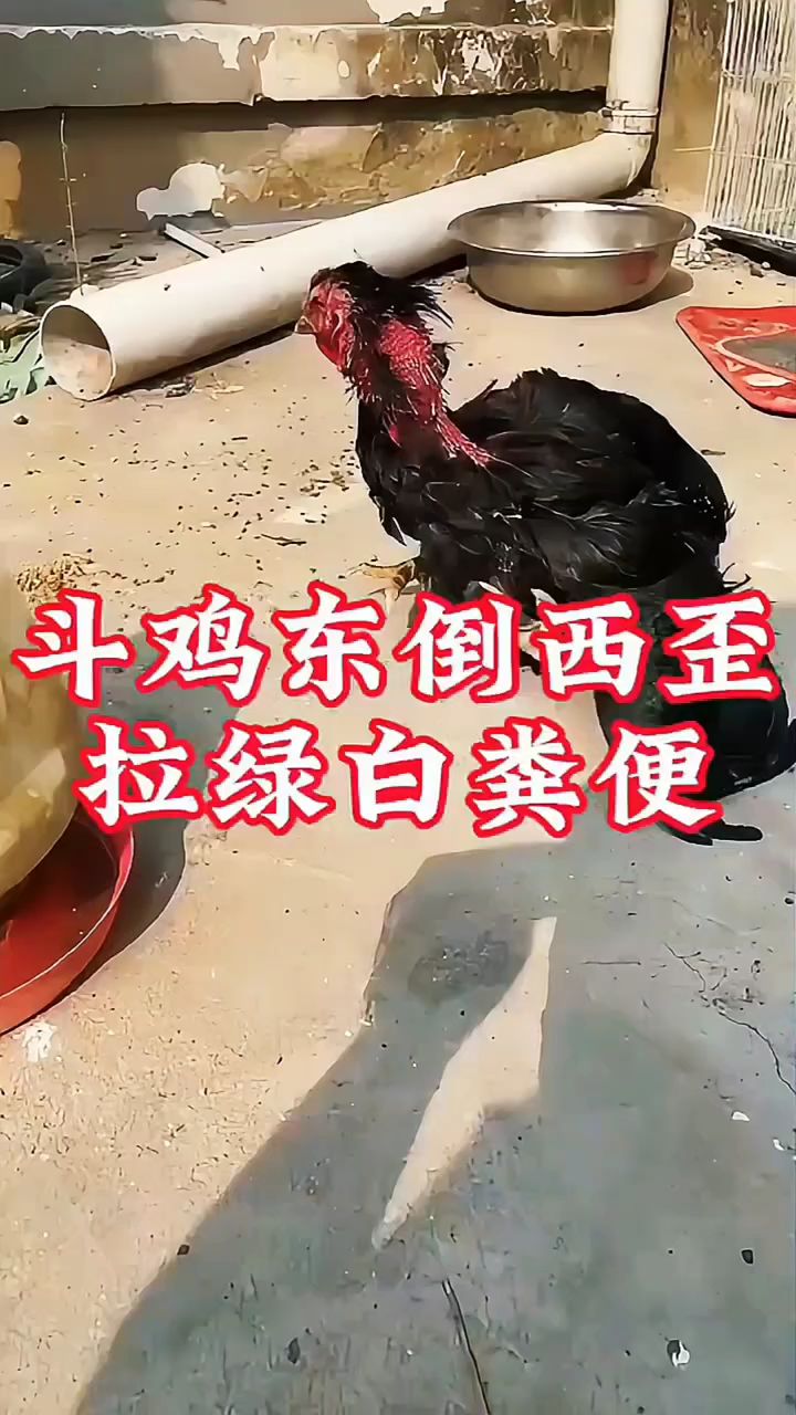 斗鸡东倒西歪，拉绿白粪便