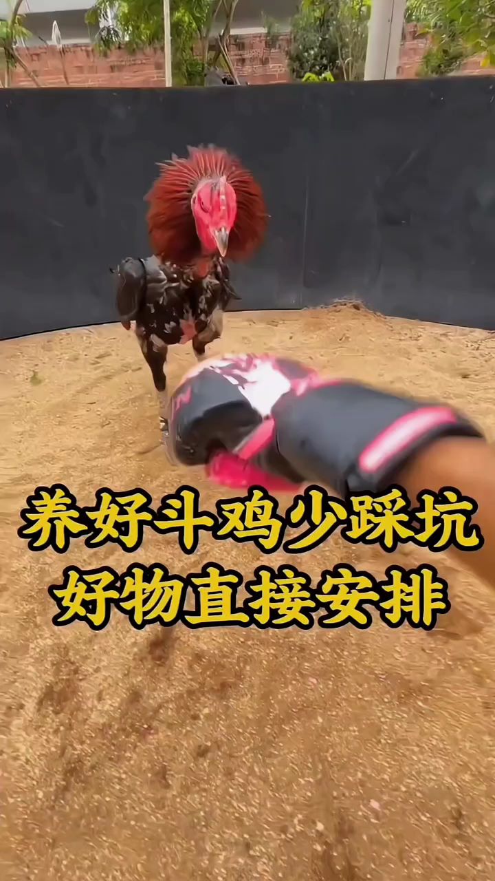 养好斗鸡少踩坑，好物直接安排