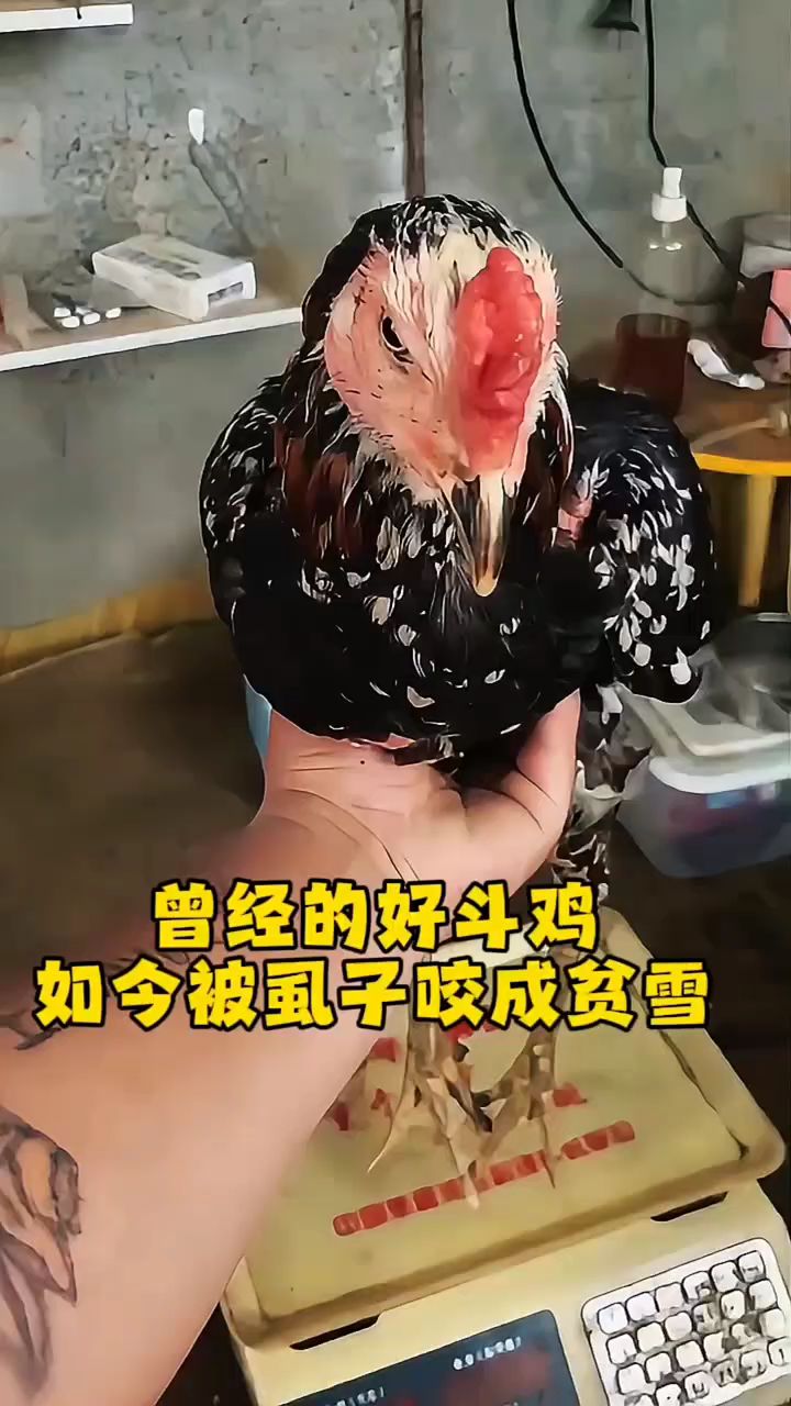 曾经的好斗鸡，如今被鸡虱子咬成贫血