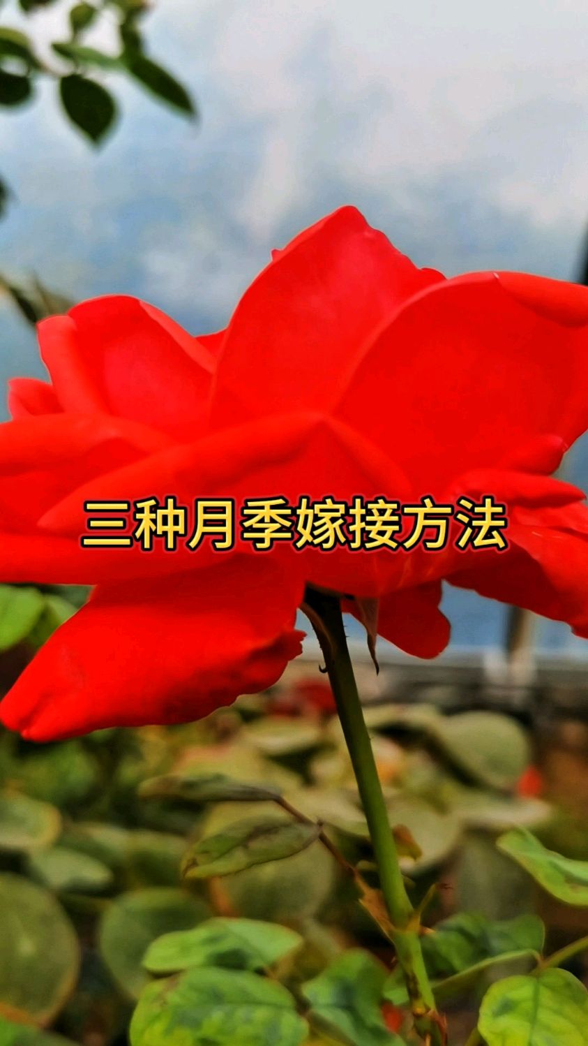 嫁接月季最常用的三种方法