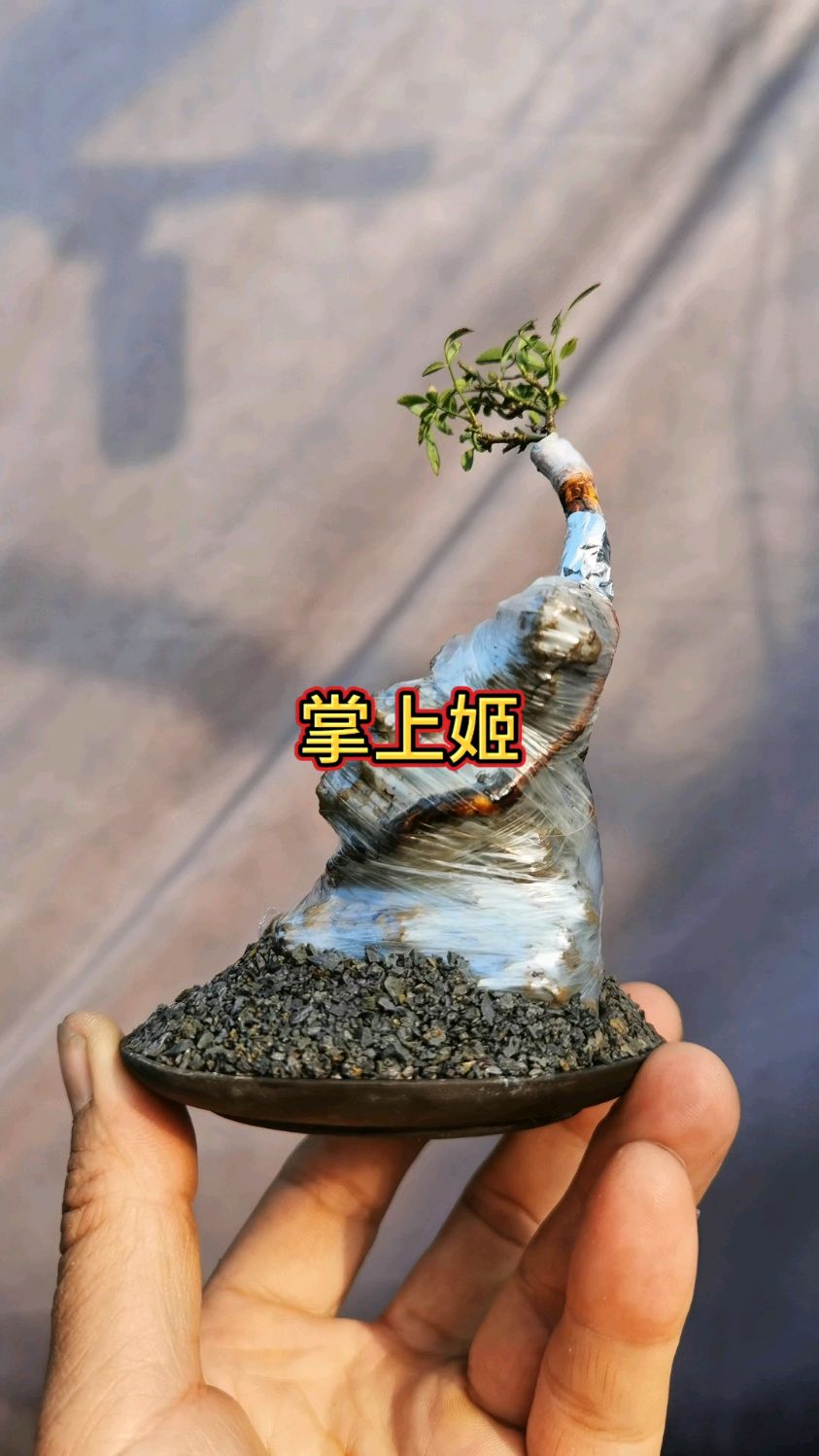 微小盆景制作方法