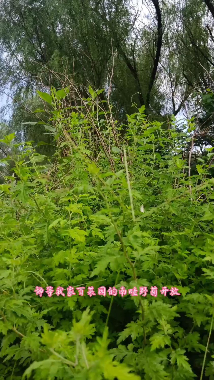 《诗生活》No.147:张光国《静等我家百菜园的南畦野菊开放》