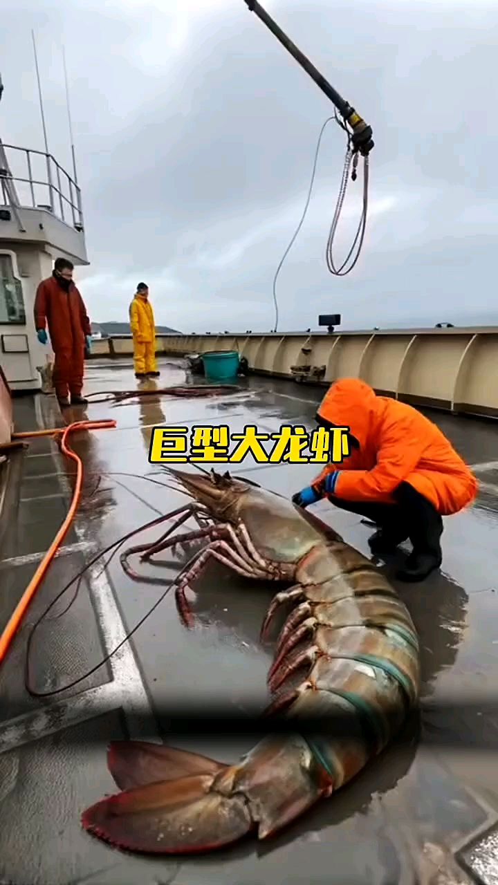 民间怪谈之(巨型大龙虾)