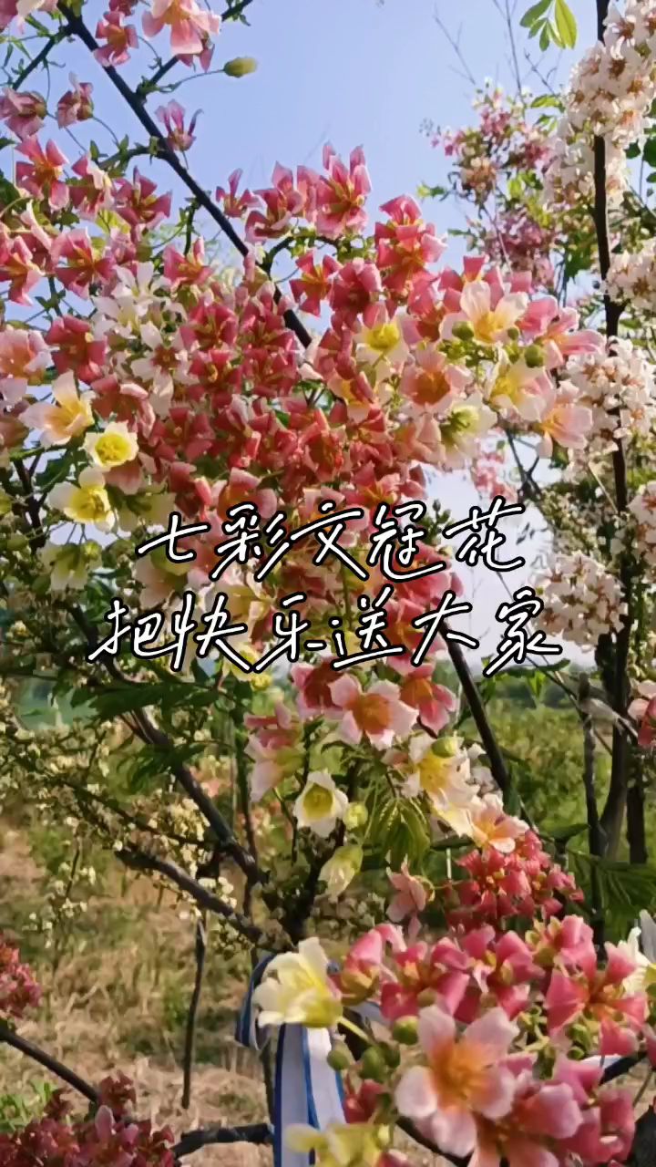 文冠开花,状元进家,喜欢的朋友请联系。