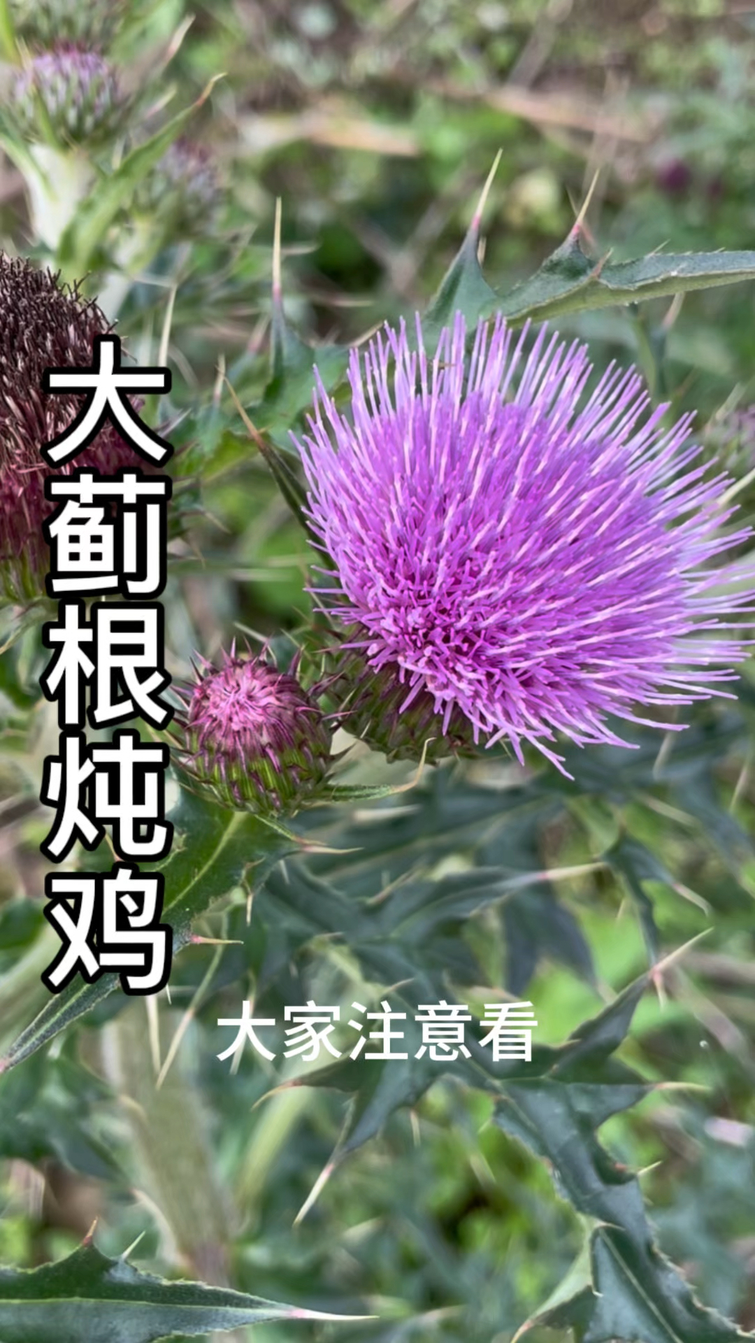大蓟全身都是宝,大蓟根炖鸡的价值很高!