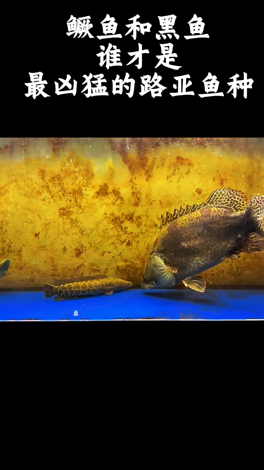 鳜鱼和黑鱼谁才是最凶猛的路亚鱼种?钓鱼佬们不用再争论不休了