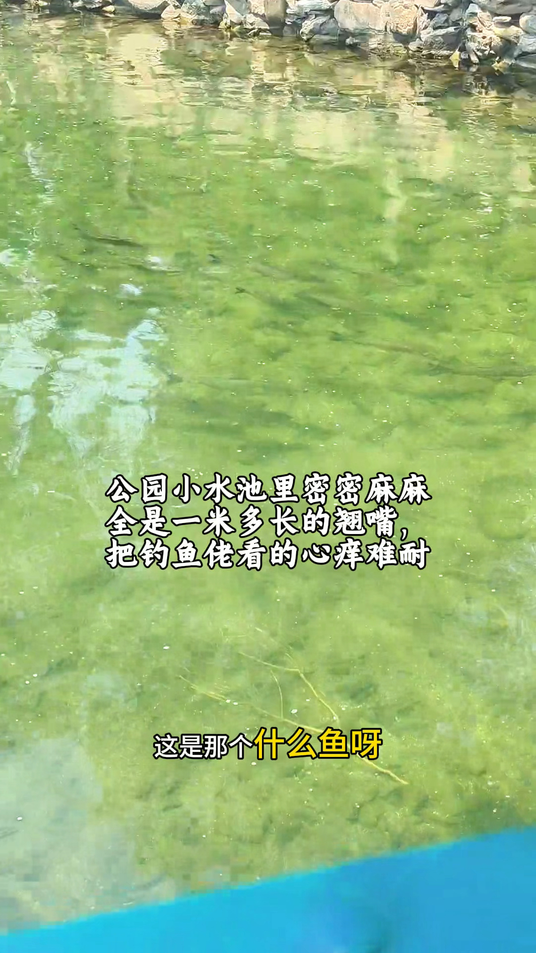 公园小水池里密密麻麻全是一米多长的翘嘴,把钓鱼佬看的心痒难耐
