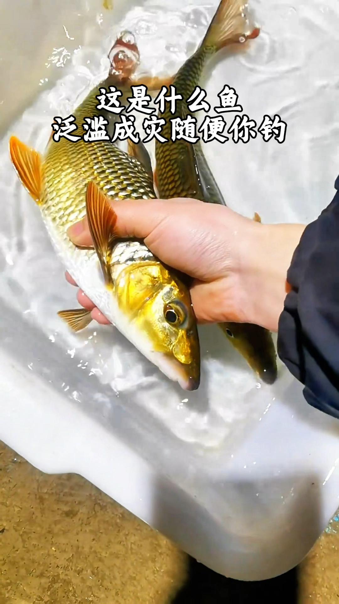 深山溪流才有的钩嘴鱼,刺太多不好吃但是钓起来拉力非常大