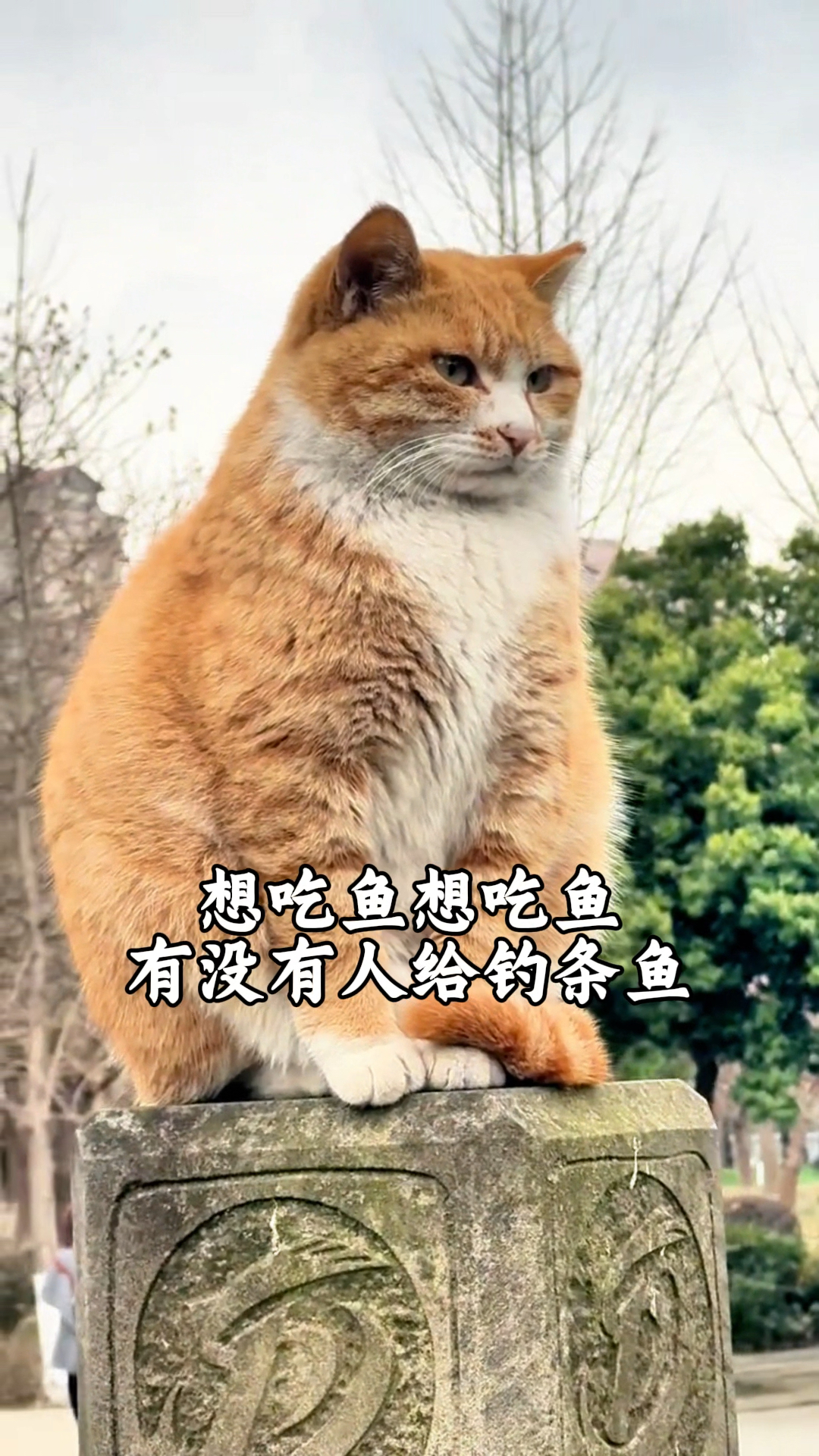 小猫想吃鱼但没人钓鱼给他吃,所以它在河边惆怅很久呆看河里的鱼