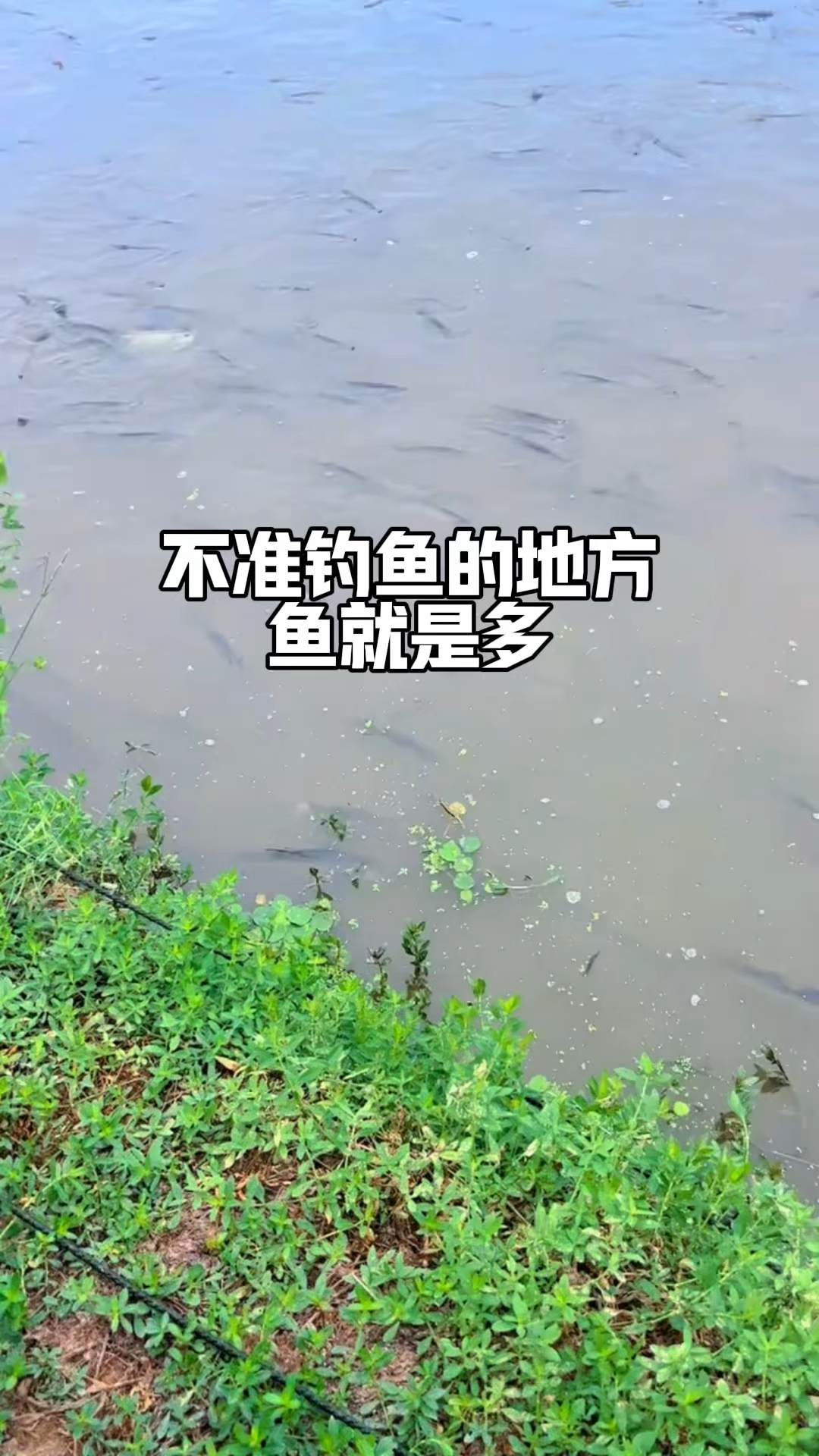 最容易爆护的钓点就是去禁止钓鱼的地方,没有人钓鱼所以鱼非常多