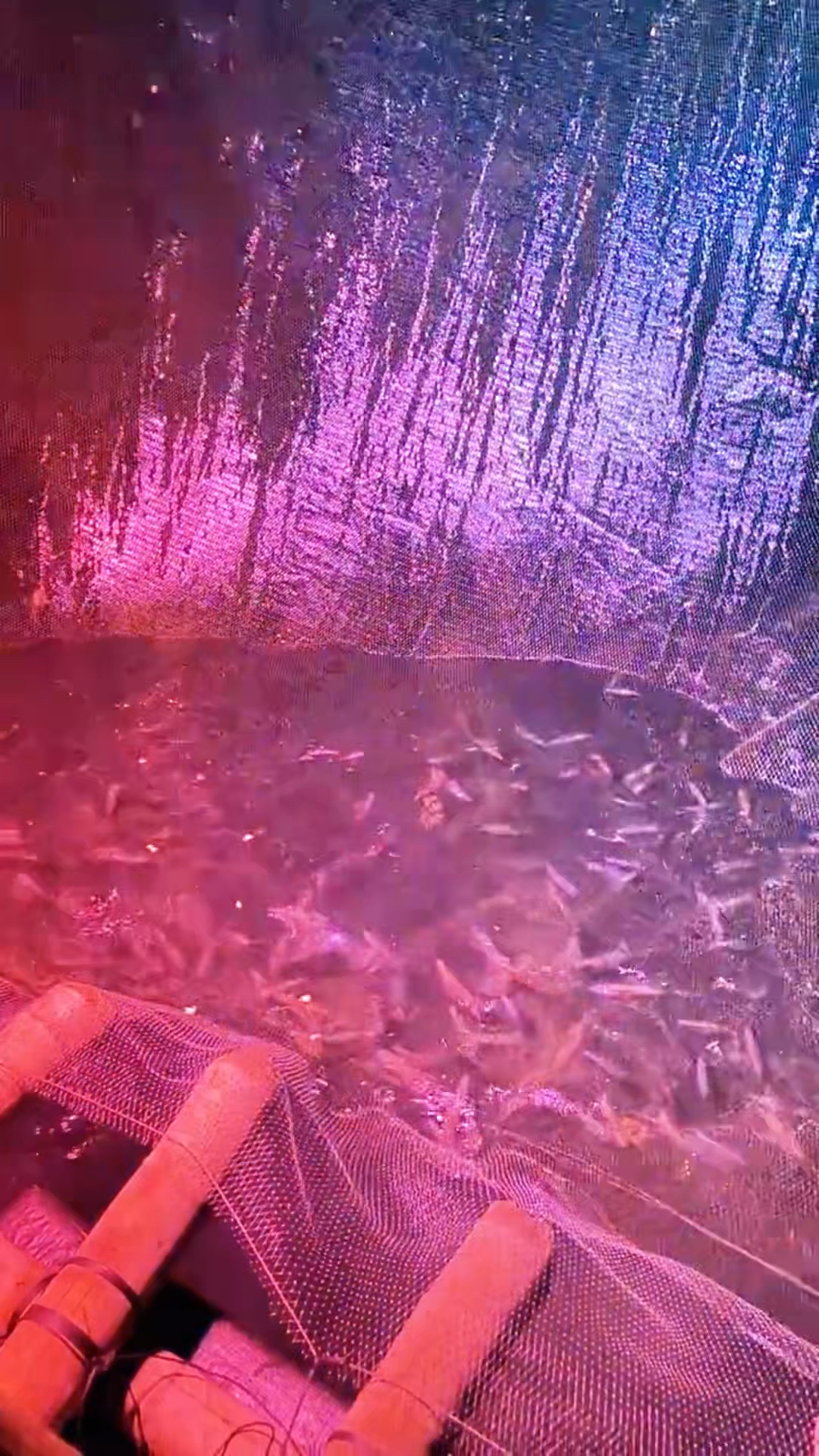 钓鱿鱼技巧教学:只需红灯照一照,方圆十里的鱿鱼都会跑进网里