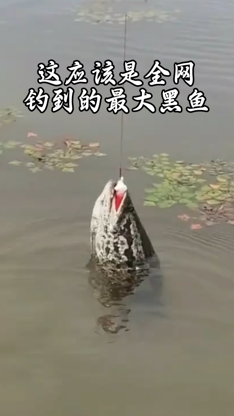 钓友钓的这条大黑鱼能申请世界吉尼斯最大黑鱼记录了吗