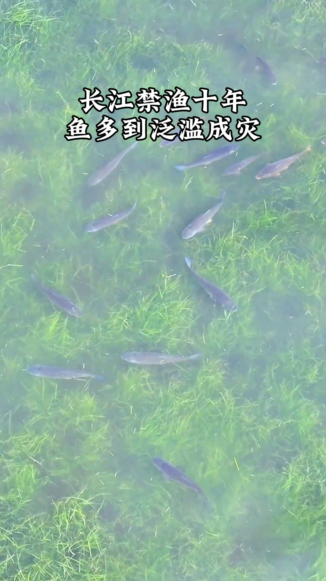 长江禁止钓鱼抓鱼十年之后，鱼已经多到泛滥成灾了，而且都是大鱼