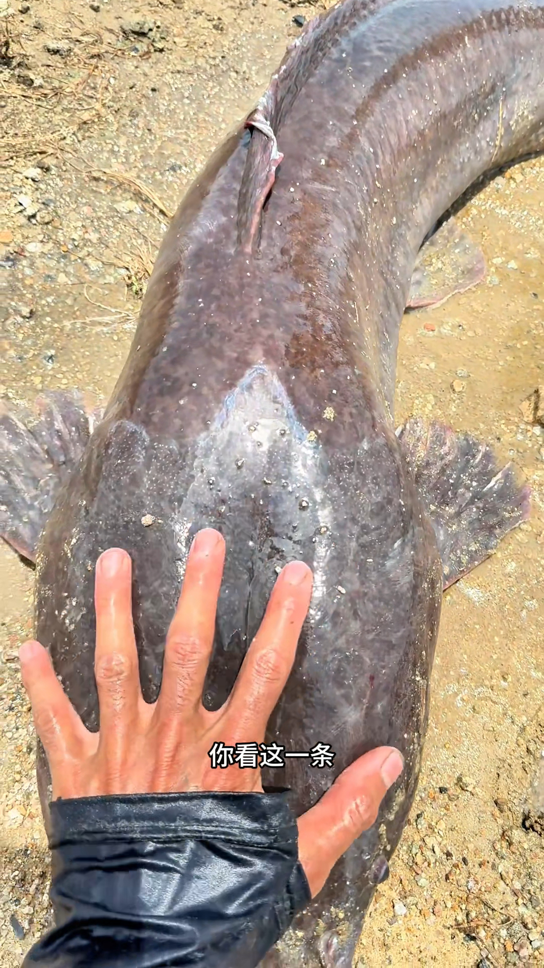 下地笼抓到很多几十斤一条的大鲶鱼，抓到这么大的鱼真的太吓人了