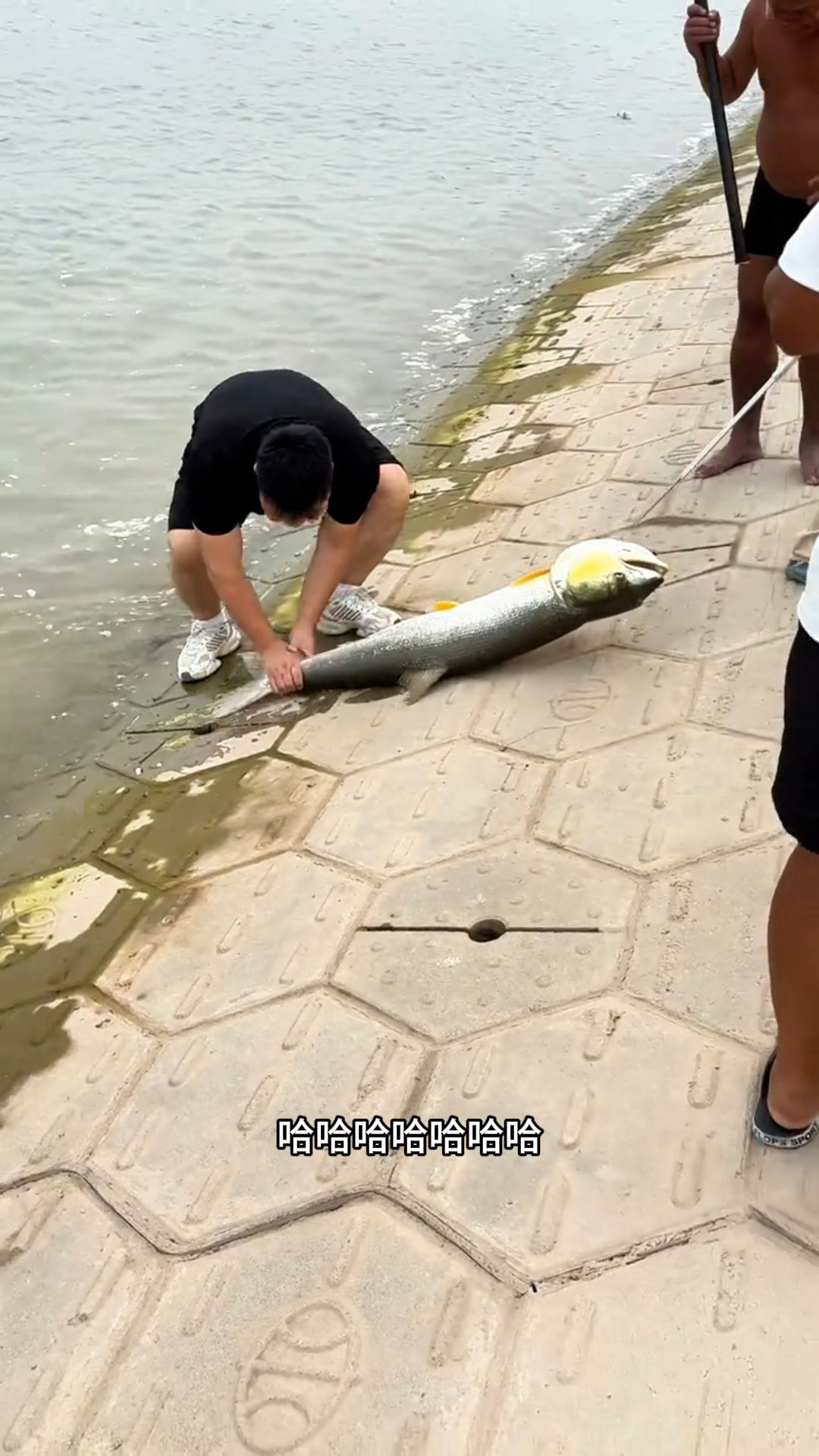 几个大男人才合力钓上这条鳡鱼,要是用抄网抄这条鳡鱼必跑