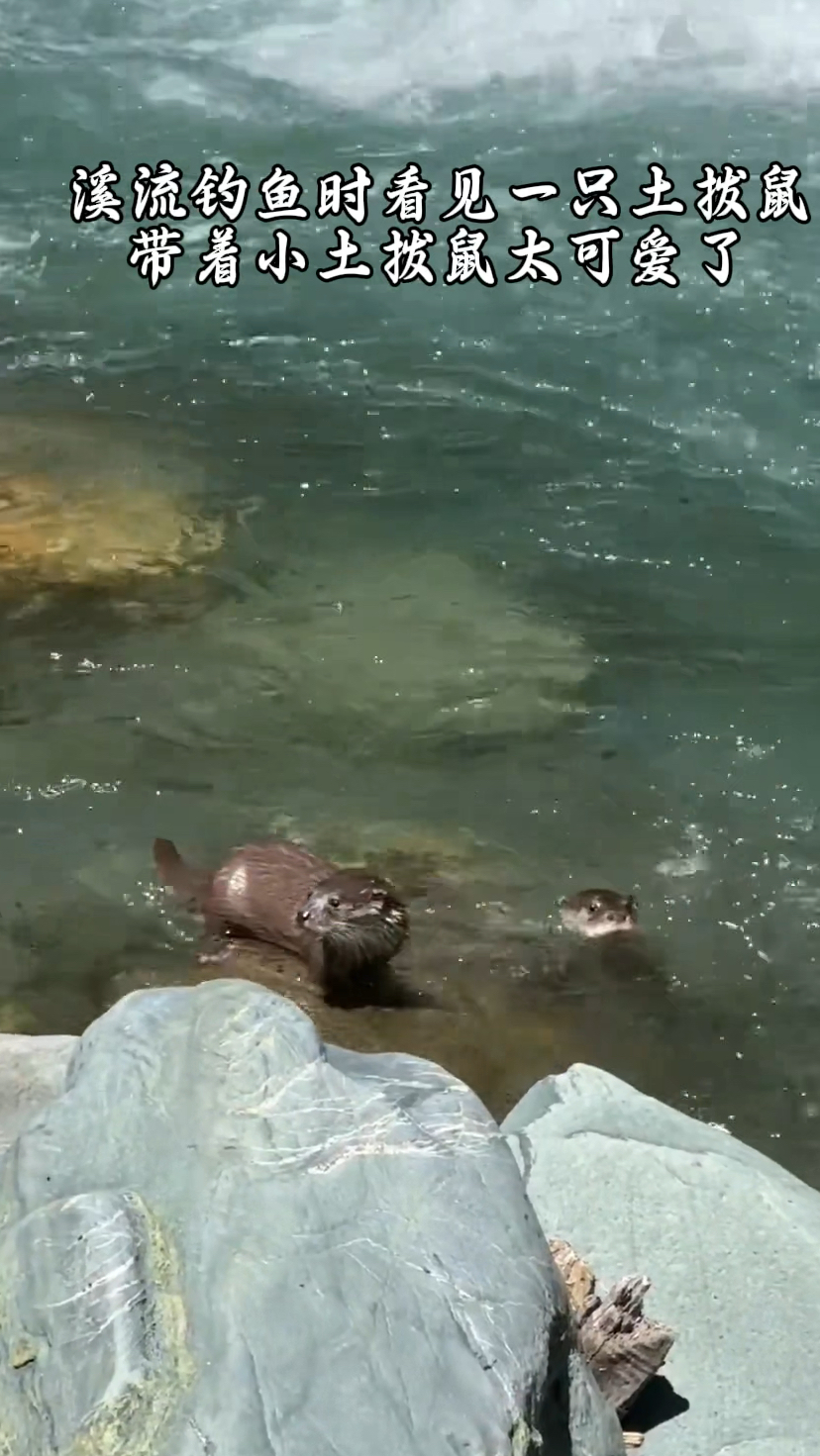 在溪流钓鱼时看见一只土拨鼠妈妈带着小土拨鼠真的太可爱了