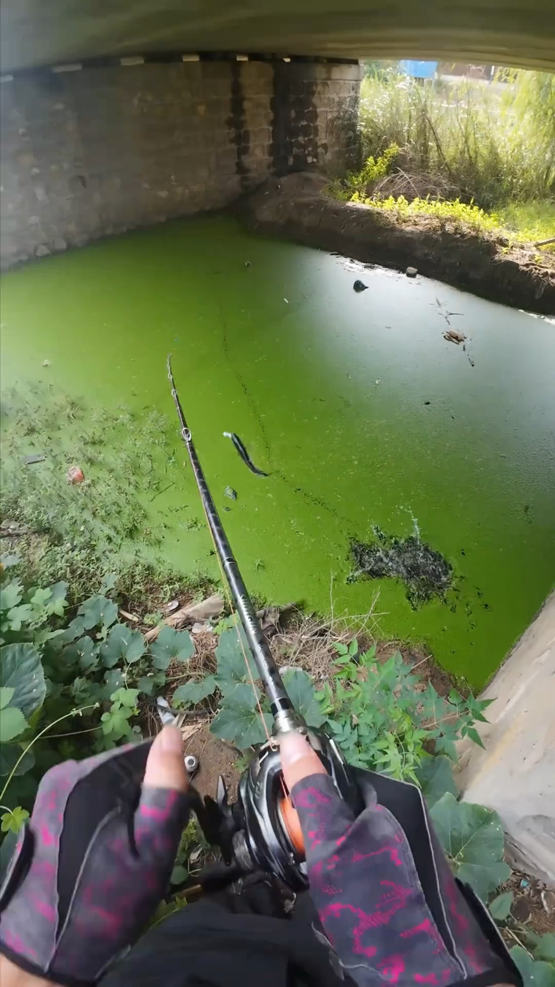 只要看到有黑鱼留下的呼吸口,下竿肯定能钓到鱼!